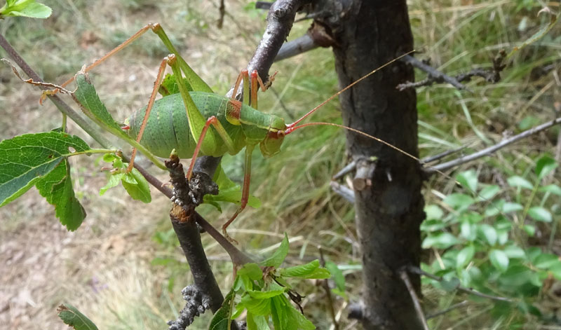 Barbitistes alpinus....?